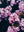 logo of FlowersOnFirst.com | NYC Florist | NYC Flower Delivery
– Flowers on First