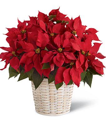 Large Red Poinsettia Basket