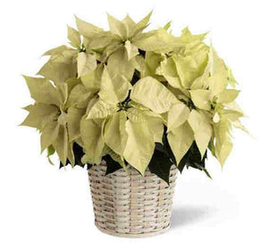 Large White Poinsettia Basket