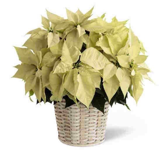 Large White Poinsettia Basket