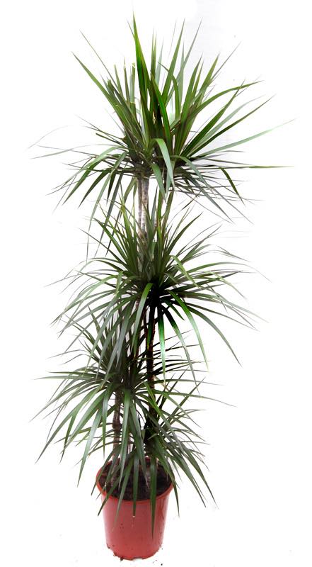 mini dracaena marginata Dracaena Marginata