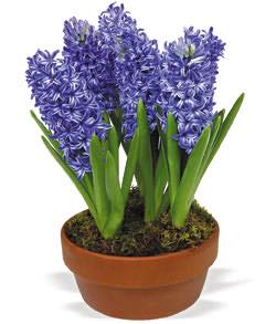 hyacinth plant in pot Hyacinth Plant – Flowers on First