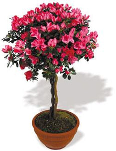 azalea bonsai tree for sale Azalea Topiary Tree – Flowers on First