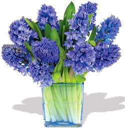 The FOF Hyacinth Vase