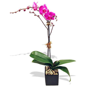 Purple Dream Orchid