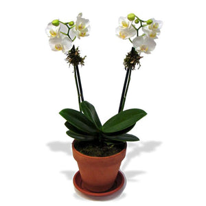Mini White Orchid