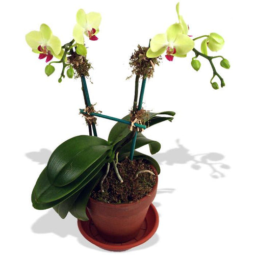 Mini Green Orchid
