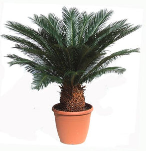 sago palm plant price Sago-Palm – Flowers on First