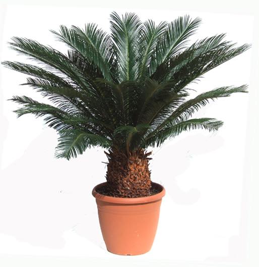 sago palm plants for sale Sago-Palm