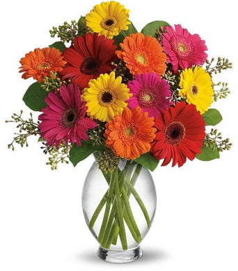 Gerbera Brights