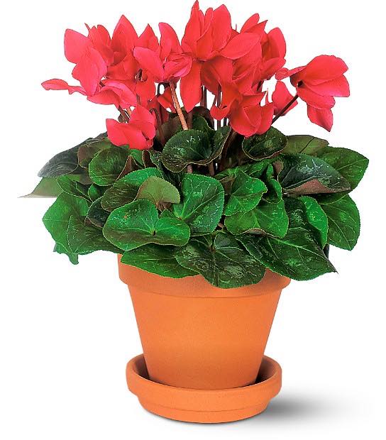 Cyclamen Plant