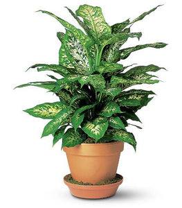 indoor dieffenbachia plant Dieffenbachia – Flowers on First