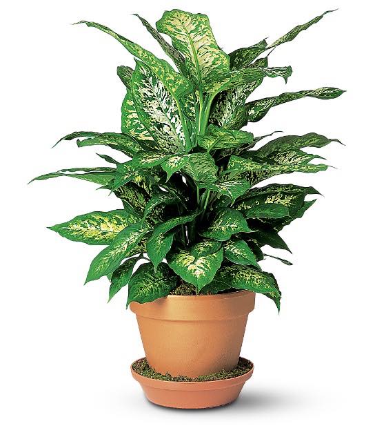 buy dieffenbachia Dieffenbachia – Flowers on First