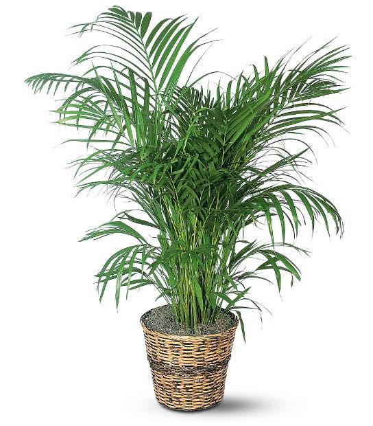 areca palm for sale Areca Palm