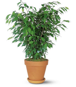 Ficus Bush