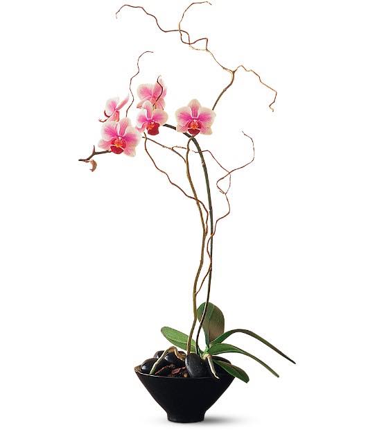 lavender orchid flower Miniature Lavender Orchid