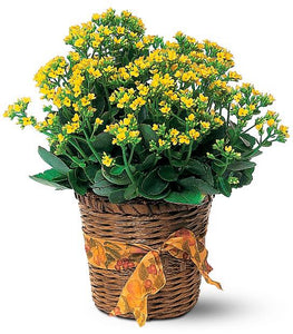 Vivid Yellow Kalanchoe Plant