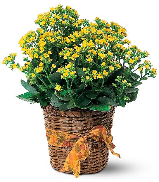 kalanchoe succulent with yellow flowers Vivid Yellow Kalanchoe Plant