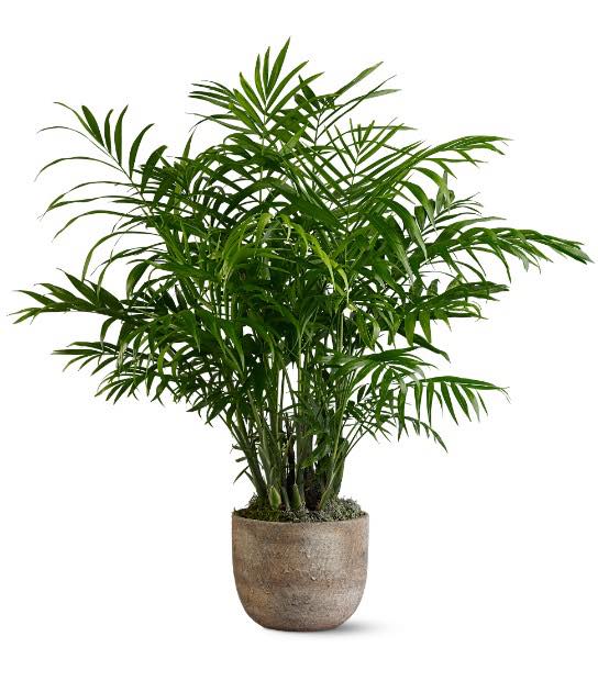 assorted palm plant Paradise Palm