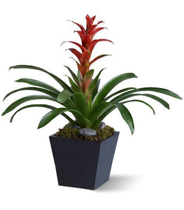 Bright Bromeliad