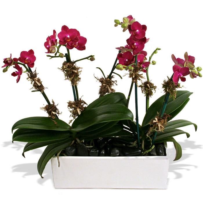 The FOF Purple Orchids